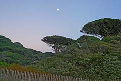 Cap Lardier Pinien